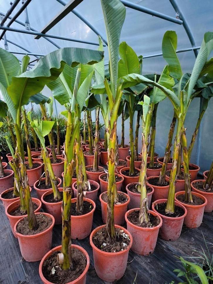 Winterharde bananenbomen  : musa basjoo : bananenplant, Tuin en Terras, Planten | Tuinplanten, Vaste plant, Overige soorten, Halfschaduw
