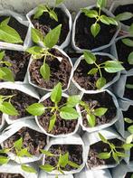 Cayenne Gold | Peper Planten, Tuin en Terras, Ophalen