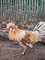 Prachtige padua krulveer haan, Dieren en Toebehoren, Mannelijk, Kip