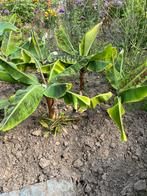 Banaan musa dwarf cavendish, Ophalen, Zomer