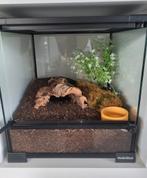 Mooi ingericht terrarium van habistat.