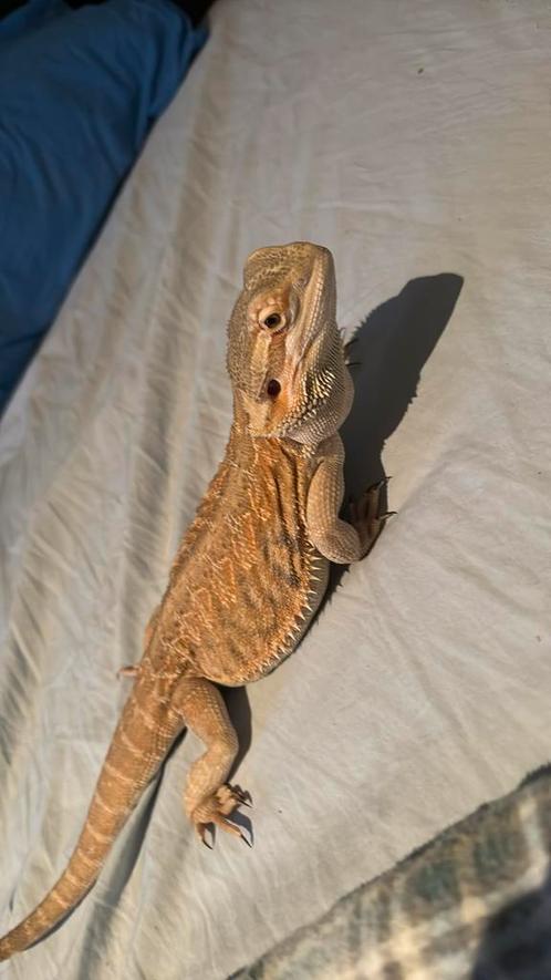 2 baardagaams te koop, Dieren en Toebehoren, Reptielen en Amfibieën, 0 tot 2 jaar, Met terrarium, Tam