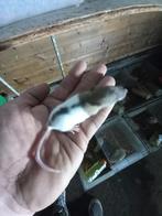 Ratten GEZOCHT !!!!, Dieren en Toebehoren