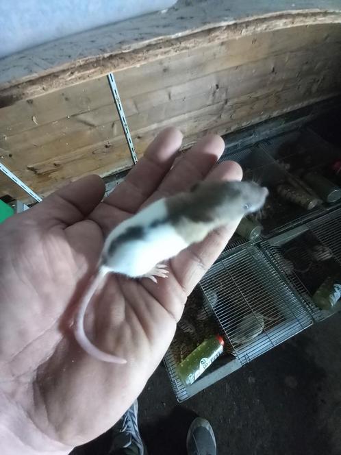 Ratten GEZOCHT !!!!, Dieren en Toebehoren, Reptielen en Amfibieën