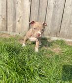 Amerikaanse Stafford teefje, Dieren en Toebehoren, Honden | Jack Russells en Terriërs, België, CDV (hondenziekte), 8 tot 15 weken