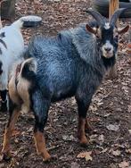 Prachtige blauwschimmel bok te koop, Dieren en Toebehoren, Mannelijk, Geit, 3 tot 5 jaar