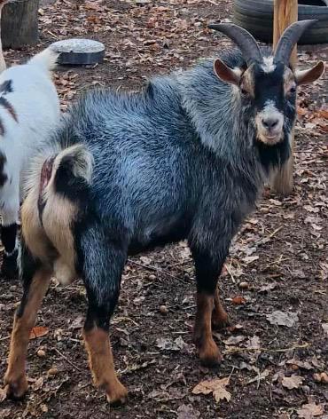 Prachtige blauwschimmel bok te koop, Dieren en Toebehoren, Schapen, Geiten en Varkens, Geit, Mannelijk, 3 tot 5 jaar