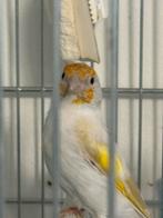 Femelle chardonneret lutino tchuchi, Dieren en Toebehoren, Vogels | Kanaries