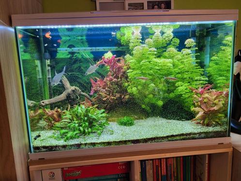 Aquarium met buitenfilter, verwarmingselement en inhoud, Dieren en Toebehoren, Vissen | Aquaria en Toebehoren, Zo goed als nieuw