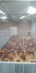 Legkippen kippen steeds ruime voorraad bij Sergeant, Dieren en Toebehoren, Pluimvee, Kip, Vrouwelijk