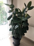 Plant, Tuin en Terras, Planten | Tuinplanten, Ophalen, Overige soorten