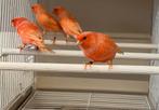 kanaries rood, Dieren en Toebehoren, Vogels | Kanaries, Vrouwelijk, Kleurkanarie