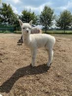 2 alpacas hengsten te koop, Dieren en Toebehoren, Mannelijk