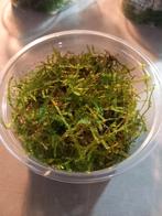 Vesicularia ferriei ( weeping mos ) 80 cc cup, Dieren en Toebehoren, Nieuw, Plant(en), Steen of Hout, Ophalen of Verzenden