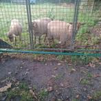 3 ramlammeren te koop, Mâle, Mouton, 0 à 2 ans