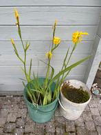 Gele iris, Jardin & Terrasse, Plantes | Jardin, Plein soleil, Printemps, Enlèvement ou Envoi, Plantes de bassin