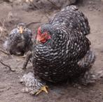 Cochin- krulveer kriel kippen jonge hennen beschikbaar, Poule ou poulet, Femelle