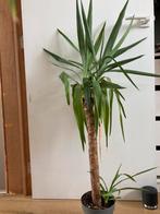 Yucca, Ophalen