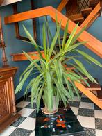 WAREMME - Plante YUCCA, Huis en Inrichting, Kamerplanten, Ophalen, Yucca