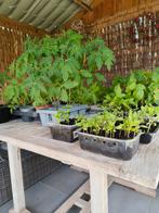 Tomatenplantjes, boontjes, paprika,pompoen,komkommer, Tuin en Terras, Planten | Tuinplanten, Ophalen