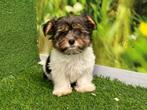 Biewer Yorkshire Terrier pups, Dieren en Toebehoren, Honden | Jack Russells en Terriërs, CDV (hondenziekte), Meerdere, 8 tot 15 weken