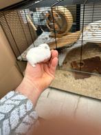 Witte russische dwerghamster, Dieren en Toebehoren, Juni, Vrouwelijk, Hamster