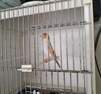 Majoor putter pop, Dieren en Toebehoren, Vogels | Overige Vogels, Vrouwelijk, Wildzangvogel, Geringd