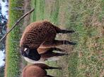 Schapen ram, Dieren en Toebehoren, Mannelijk, Schaap, 0 tot 2 jaar