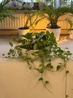 Hydroponische kamerplant, Ophalen