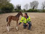 Paardenstalling, Dieren en Toebehoren, Stalling