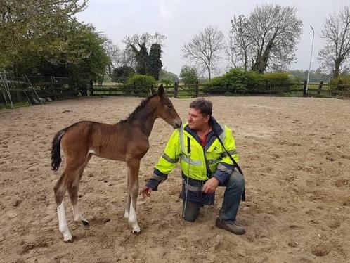 Paardenstalling, Dieren en Toebehoren, Stalling en Weidegang, Stalling