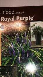 groenblijvende grassen liriope muscari royal purple, Tuin en Terras, Planten | Tuinplanten, Ophalen