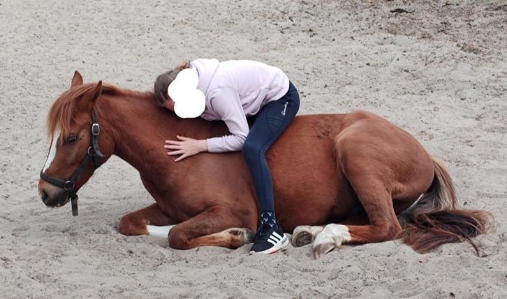 Lieve C pony, Dieren en Toebehoren, Pony's, Ruin, Zadelmak, Ingeënt