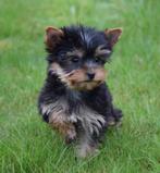 Yorkshire terrier, Yorkshire Terriër, België, CDV (hondenziekte), 8 tot 15 weken