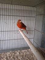 Mooie rood-agaat man te koop, Dieren en Toebehoren, Vogels | Kanaries, Mannelijk, Kleurkanarie
