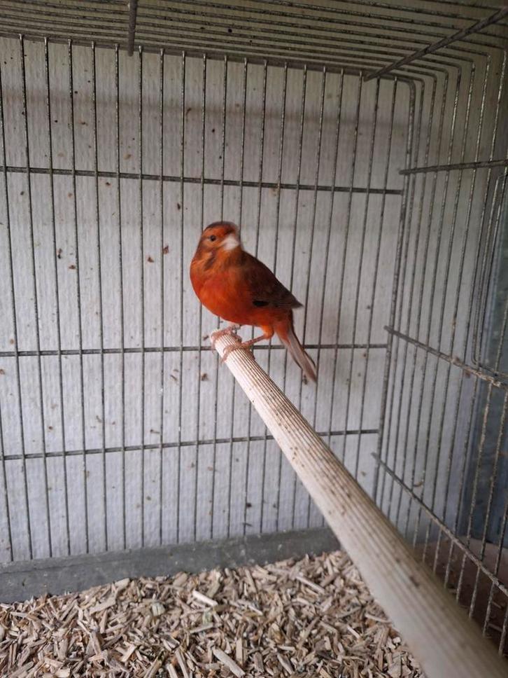 Mooie rood-agaat man te koop, Dieren en Toebehoren, Vogels | Kanaries, Kleurkanarie, Mannelijk