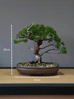 Klasse itoigawa Juniperus bonsai, Tuin en Terras, Planten | Bomen, Bloeit niet, Minder dan 100 cm, Ophalen, Volle zon