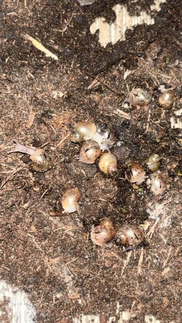 Diverse baby slakjes te koop beschikbaar voor biedingen
