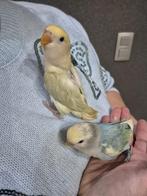 Roseicollie babys handtam, Dieren en Toebehoren, Vogels | Parkieten en Papegaaien, Tam