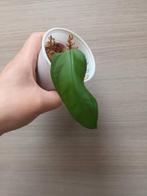 Monstera esqueleto, Huis en Inrichting, Kamerplanten, Ophalen of Verzenden