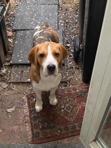 Vaste wandelmaatjes gezocht