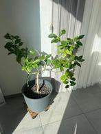 Citroenboom, Ophalen, Citroenboom