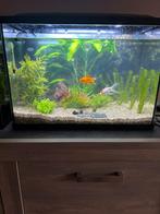 Aquarium SuperFish start tropical kit 70L met hele inhoud, Ophalen, Zo goed als nieuw, Gevuld zoetwateraquarium