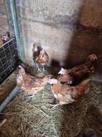 Bruine legkippen, Dieren en Toebehoren, Pluimvee, Vrouwelijk, Kip
