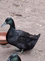 Eend Van Vorst, Dieren en Toebehoren, Pluimvee, Meerdere dieren, Eend