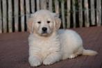 Magnifiques chiots Golden Retriever avec pedigree, Golden retriever, Plusieurs, Hépatite contagieuse (maladie de Rubarth), Belgique
