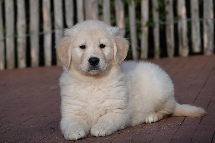 Magnifiques chiots Golden Retriever avec pedigree, Animaux & Accessoires, Chiens | Retrievers, Épagneuls & Chiens d'eau, Plusieurs animaux