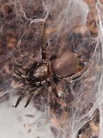 Euagrus mexicanus juveniles 10 stuk, Animaux & Accessoires, Insectes & Araignées