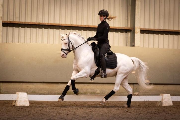 Plaats voor Trainingspaard, Dieren en Toebehoren, Paarden, Meerdere dieren, Niet van toepassing, Dressuurpaard, Met stamboom, Gechipt