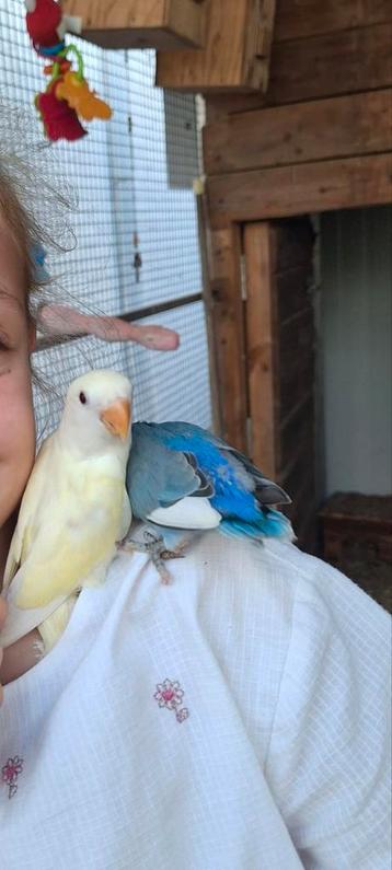 Dwergpapegaai agapornis roseicollis lovebird  beschikbaar voor biedingen